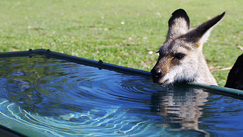 A kangaroo drinking from a man made storage