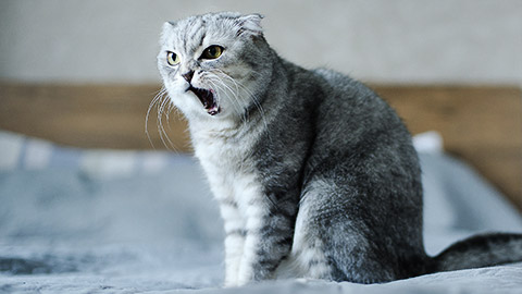 An angry cat with mouth open