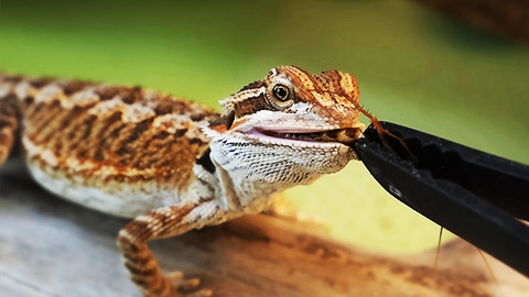 A bearded agama dragon being fed with tweezers