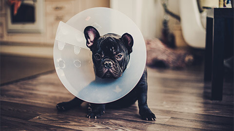 An unwell French Bulldog wearing a recovery cone