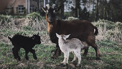 A small group of goats in a paddock