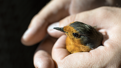 bird on man's hand