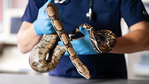 veterinary holding a snake