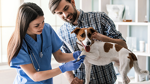 female veterinary examining the dog of the owner