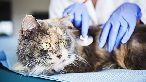 A cat being checked up by a veterinarian