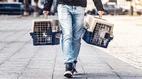 A person transporting cats with a cage