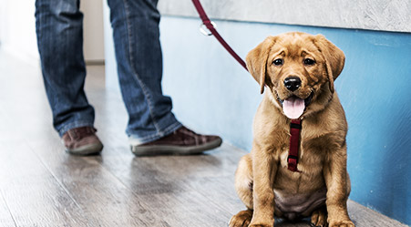 A dog sitting on the veterinary clinic reception floor