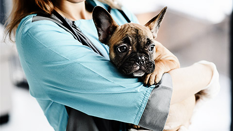 An assistant cradling a puppy dog