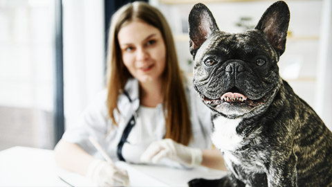 A clinic assistant taking record of the clients pet