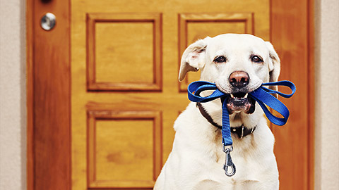 A dog biting a leash