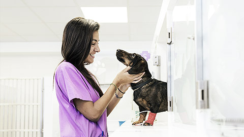 An assistant petting a dog to ease them into holding areas