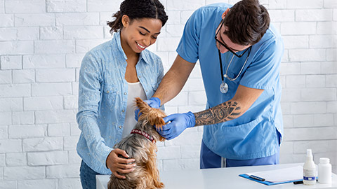 A vet checking and recording the history of a Yorkshire terrier