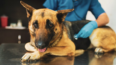 An injured German Shepherd sitting on a vet table