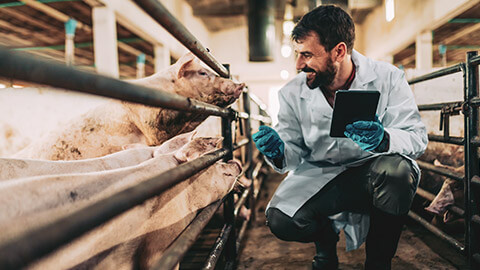 A happy animal care worker checking on some pigs