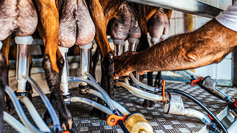 An animal care worker milking a number of goats