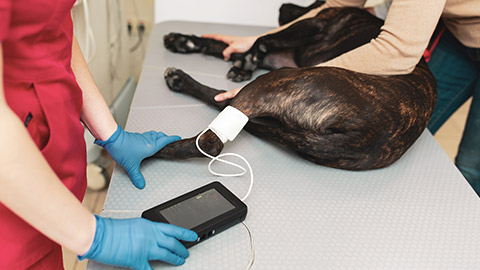 A vet monitoring vital signs of a dog