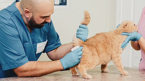 A vet taking the temperature of a cat