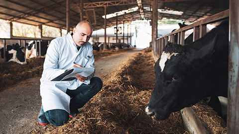 A vet writing up details of a cow's health