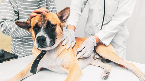 A dog on a vet table getting it's heart rate taken