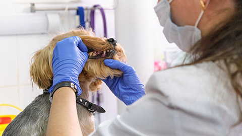 A vet checking the gums of a dog