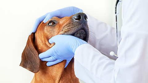 A vet looking in the eyes of a dog