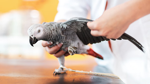 A parrot being examined by a vet