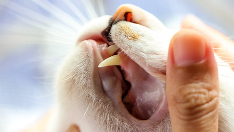 A close view of the mucous membranes of a cat