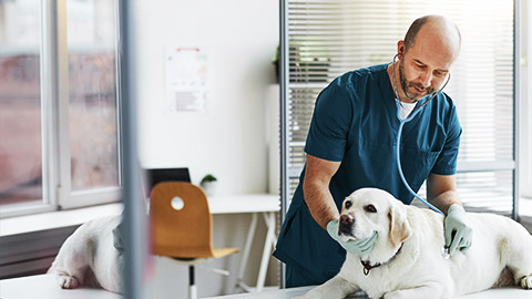 a veterinarian clinic