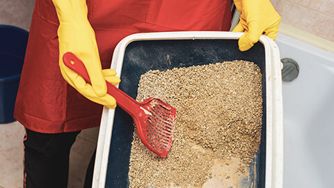 A person disposing of used kitty litter