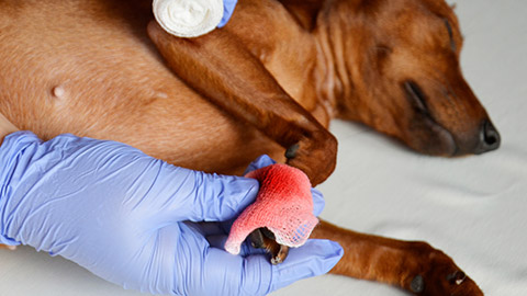 A person applying first aid to an injured dog