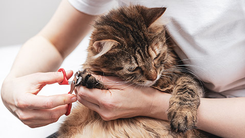 An owner clipping the nails of a cat