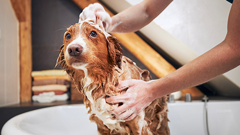 An owner shampooing a dog