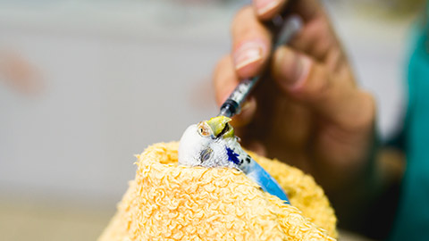 A close view of a vet holding a small bird