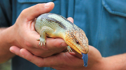 A person holding a blue-tongued lizard