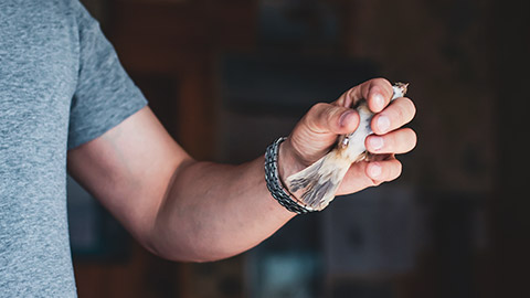 A person holding a bird