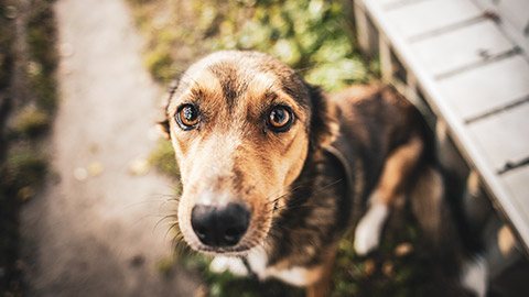 A close view of a dog displaying an uncertain demeanour