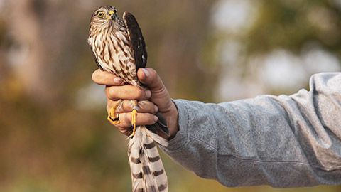 A person holding a bird of prey