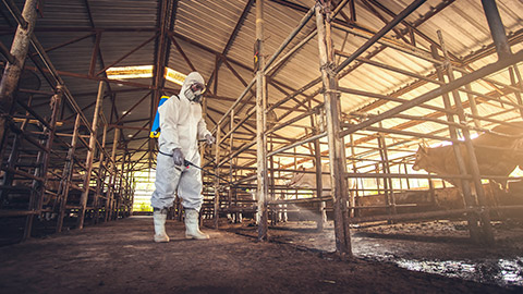 A worker in PPE cleaning animal stalls