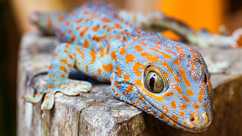 A close view of a pet lizard