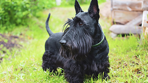 A scottish terrier