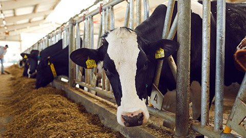 A group of cows with ear tags