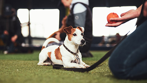 A dog in an obedience class