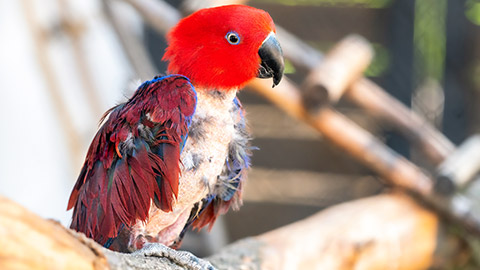 A bird suffering from overpreening