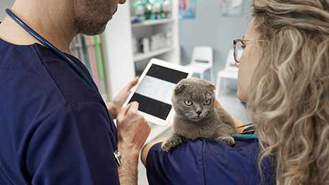 Two veterinary doctor analyzing medical tests of little cat in clinic