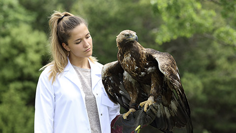 Vet examining a golden eagle outdoors