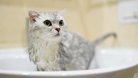 Cat taking a bathe