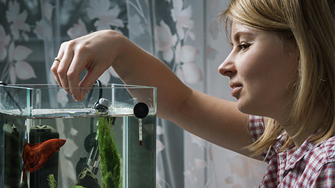 Young woman feeding beta fish in aquarium at home.