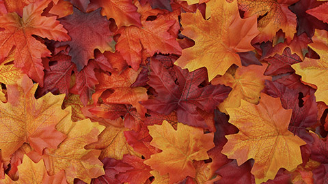 Photo of Autumn leaves incorporating an analogous colour palette