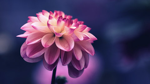 A close view of a vibrantly coloured flower