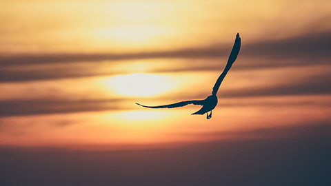 A silhouette of a bird flying at sunset